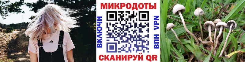 купить закладку  Большой Камень  Галлюциногенные грибы Cubensis 